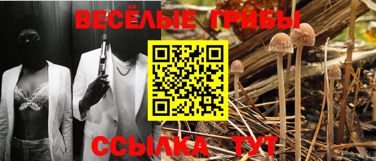 Каменка  Псилоцибиновые грибы мицелий  Вход с VPN  Псилоцибиновые грибы мицелий 